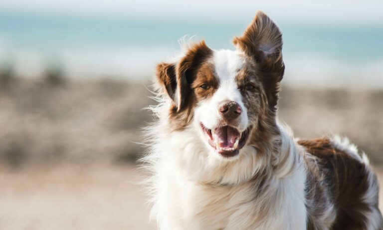 How to Make Your Dog Smell Better: Grooming, Diet, and More