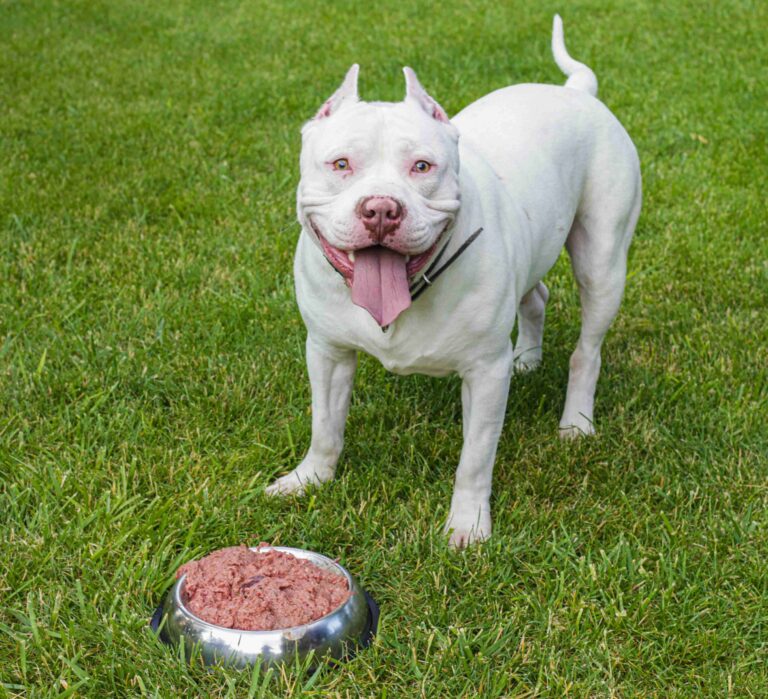 Optimize Your Pup’s Health with Pets at Home Dog Food